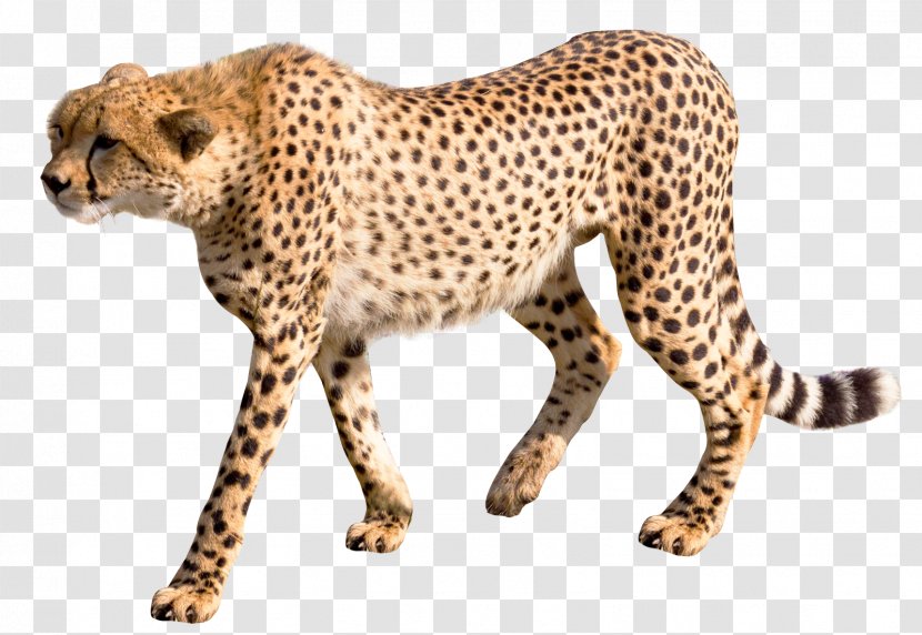 Cheetah Leopard - Big Cats Transparent PNG