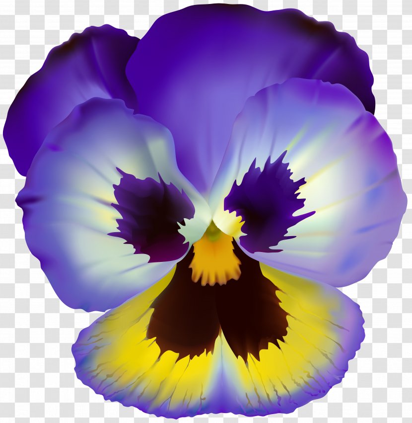 Pansy Drawing - Iris - Viola Tricolor Transparent PNG
