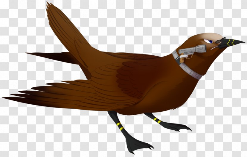 Beak Bird Galliformes Fauna Wing - Feather Transparent PNG