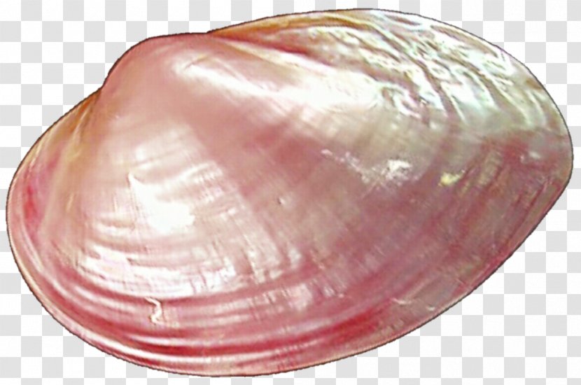 Clam Oyster Seashell Mussel - Shell Transparent PNG