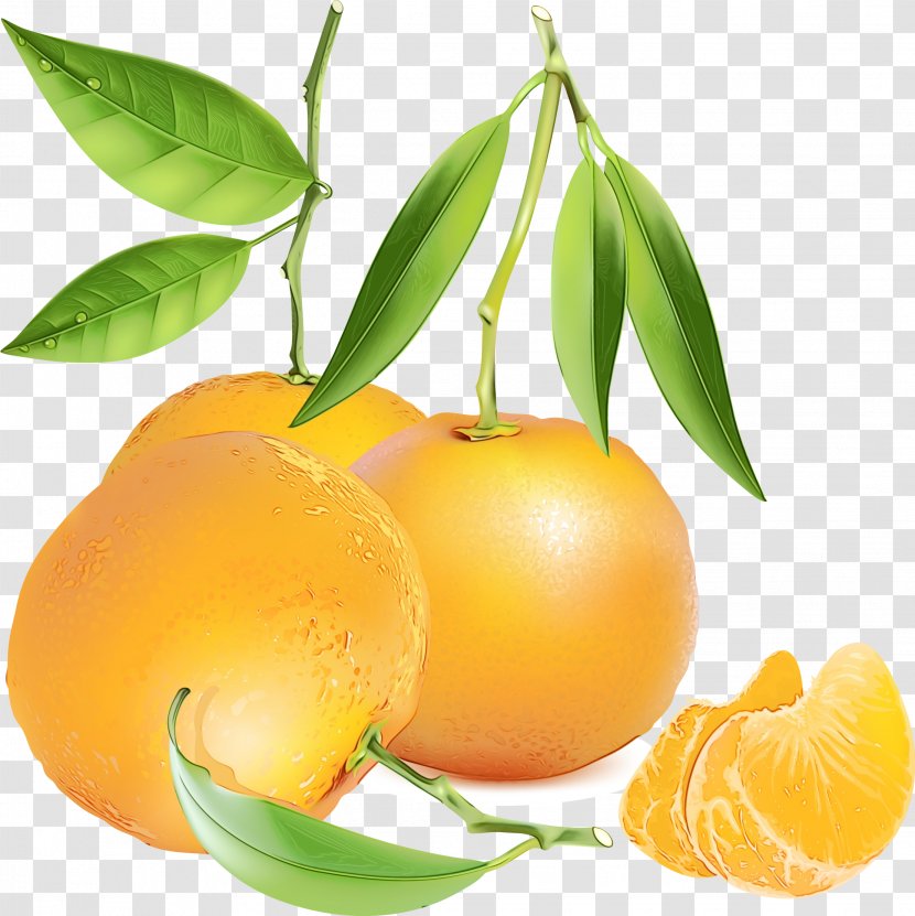Orange Tree - Flower - Yellow Plum Yuzu Transparent PNG