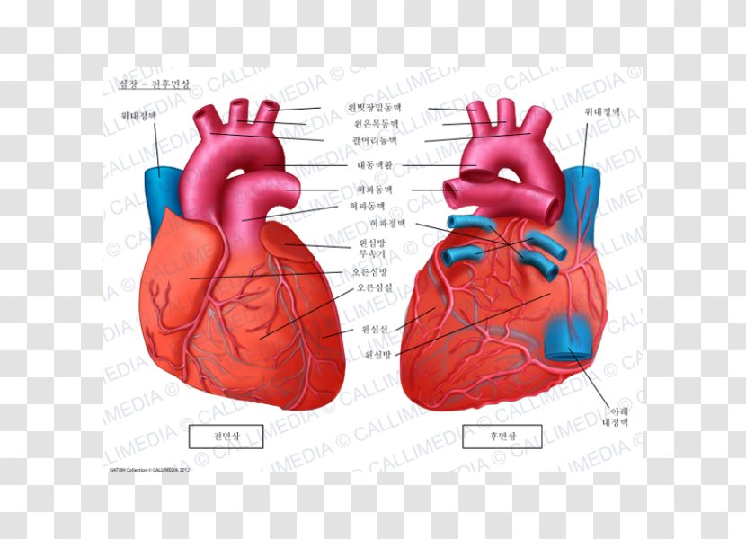 Anatomy Heart Brachiocephalic Artery Coronal Plane Circulatory System - Cartoon Transparent PNG