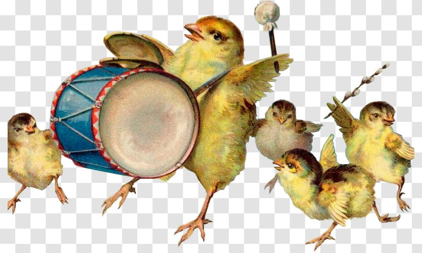 Easter Bird Chicken 12 April Beak - Drums - Chick Nest Transparent PNG