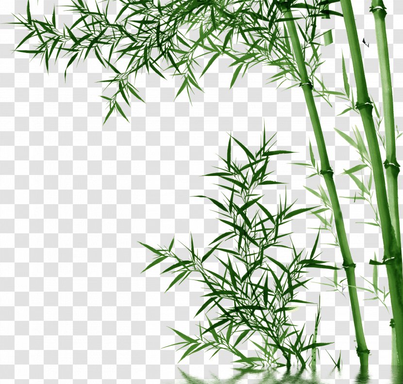 Bamboo Toothpaste - Plant Stem - Bamboo,Bamboo Transparent PNG