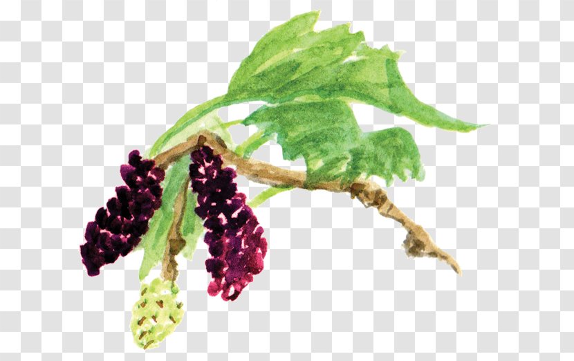Red Mulberry Creative Commons Wikimedia Share-alike - Berry Transparent PNG