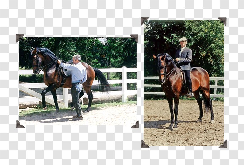 Hunt Seat Stallion Rein Horse Farm - Equestrianism Transparent PNG