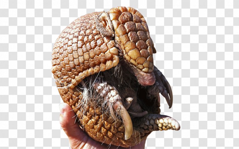 Giant Armadillo 2014 FIFA World Cup Brazilian Three-banded Fuleco Transparent PNG