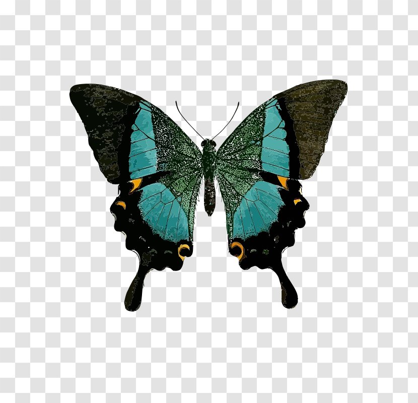 Swallowtail Butterfly Green Black Clip Art Transparent PNG