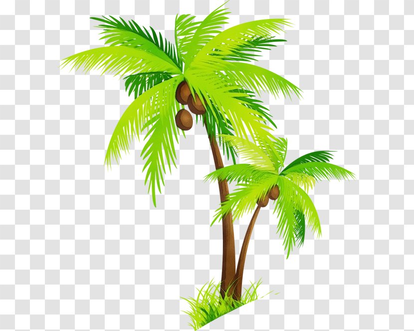 Coconut Tree Drawing - Sabal Palmetto - Flower Transparent PNG