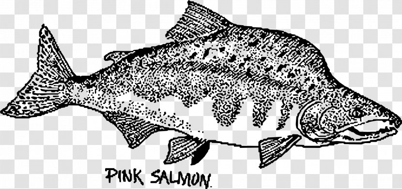 Fish Pink Salmon Chum Sockeye - Wildlife Transparent PNG