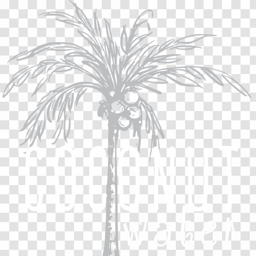 Asian Palmyra Palm Date Twig Leaf Plant Stem - Tree Transparent PNG
