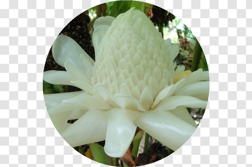 Flower Etlingera Elatior Bastone Lupinus Albus Plant - Lupine Transparent PNG
