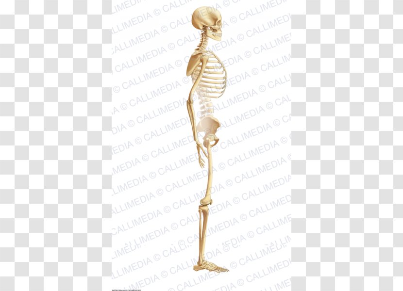 Shoulder Homo Sapiens Skeleton Figurine - Silhouette Transparent PNG