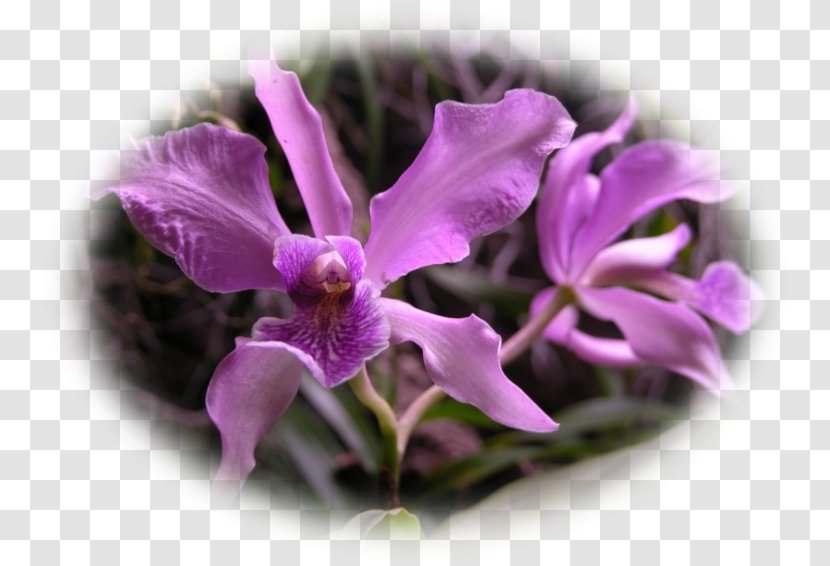 Phalaenopsis Equestris Cattleya Orchids Violet Plant - Family Transparent PNG