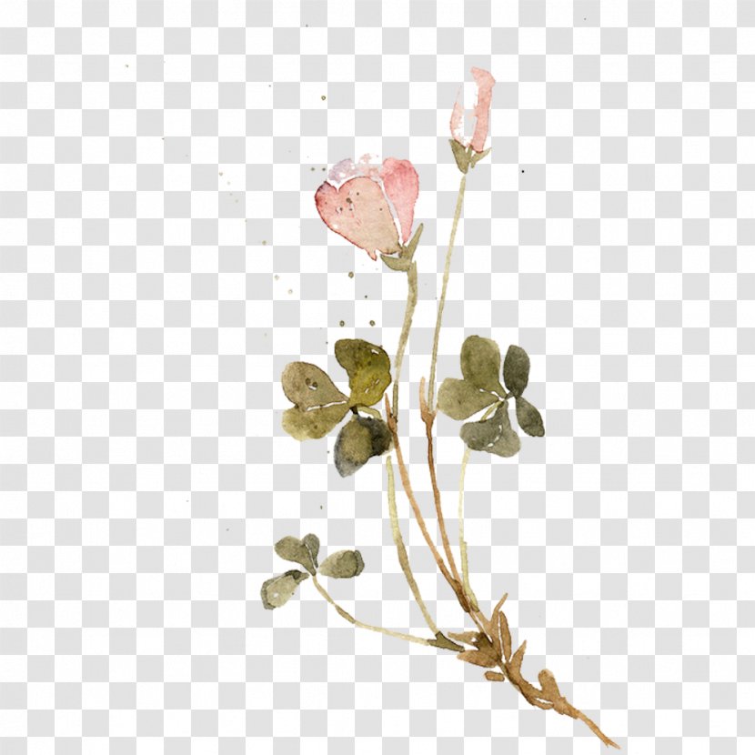 Flower Clover Photography - Designer - Picture Material On Transparent PNG