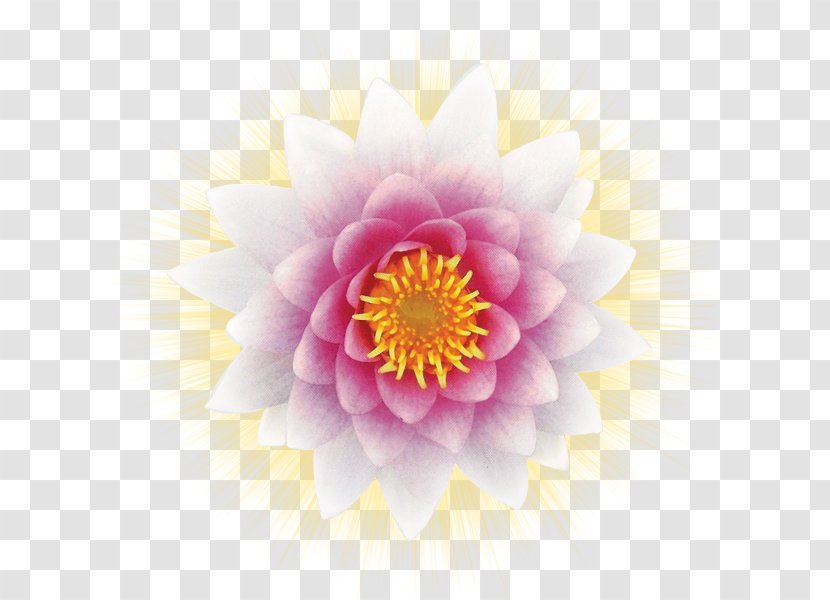 Samadhi: Essence Of The Divine Water Lilies Nymphaea Alba Pygmy Water-lily Meditation - Waterlily - Lotus Lamp Transparent PNG