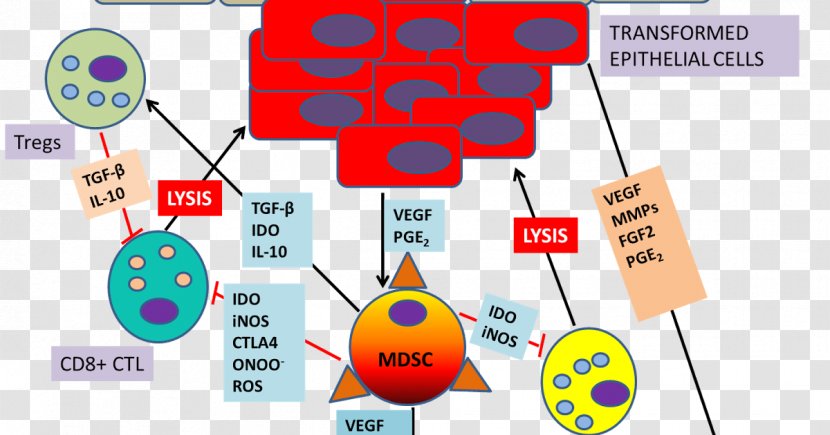 Myeloid-derived Suppressor Cell Cancer Indoleamine 2,3-dioxygenase Tumor Progression - Watercolor - Flower Transparent PNG