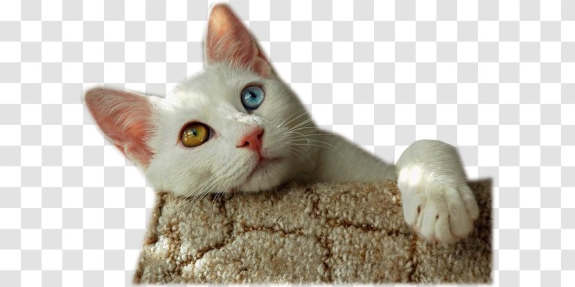 Turkish Van Singapura Cat Russian Blue - American Wirehair - Kitten Transparent PNG