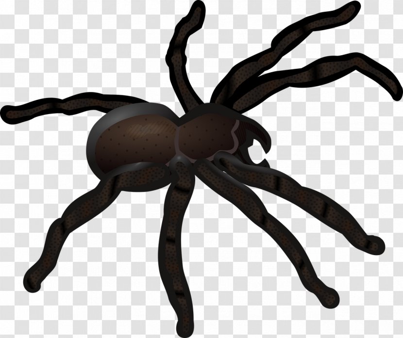 Redback Spider Web Clip Art - Crawling Transparent PNG