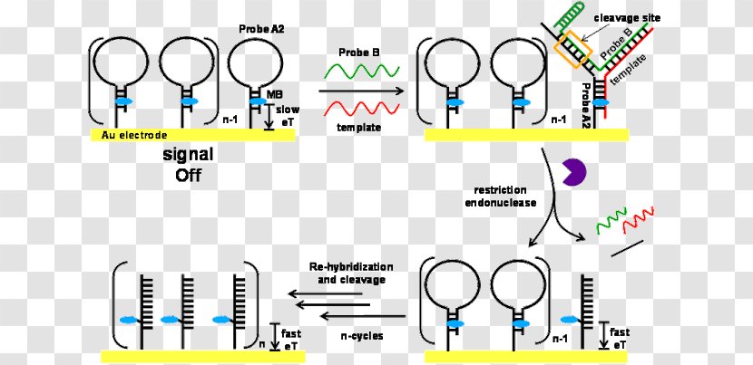 Nucleic Acid Furniture Emitter-coupled Logic - Diagram Transparent PNG