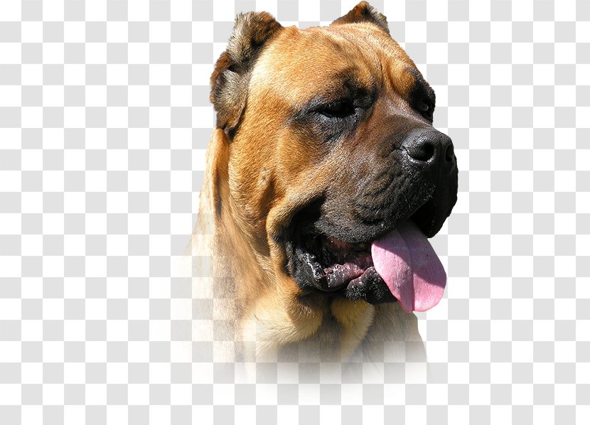 Dog Breed Presa Canario Boerboel Alano Español Bullmastiff - Cane Corso Transparent PNG