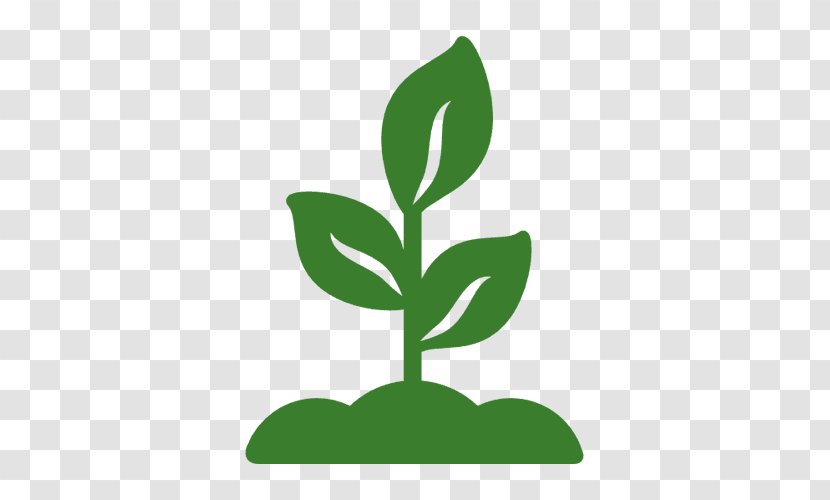 Plant Rocktrumpet Natural Environment Papal Agrárexpó Environmentalism - Evergreen Transparent PNG