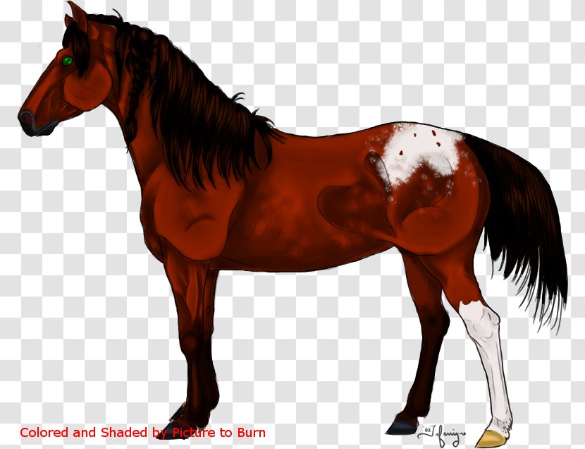 Mane Mustang Stallion Foal Colt - Rein Transparent PNG