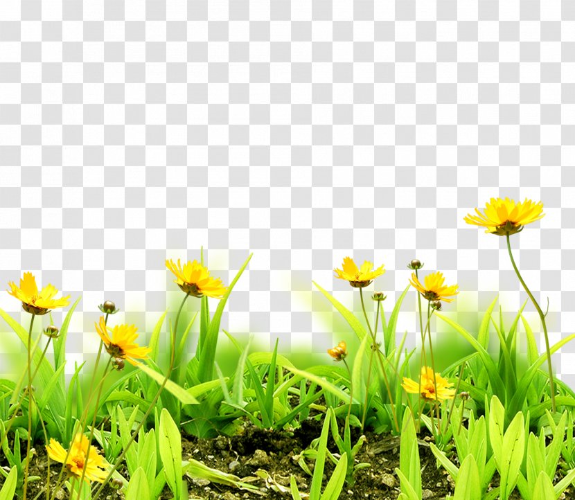 Meadow Flower Sky Grass - Yellow - Floral Background Transparent PNG
