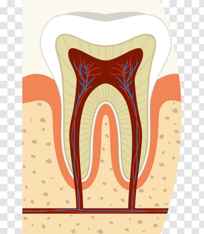 Root Canal Dentistry Endodontic Therapy Pulp - Tree - Cliparts Transparent PNG