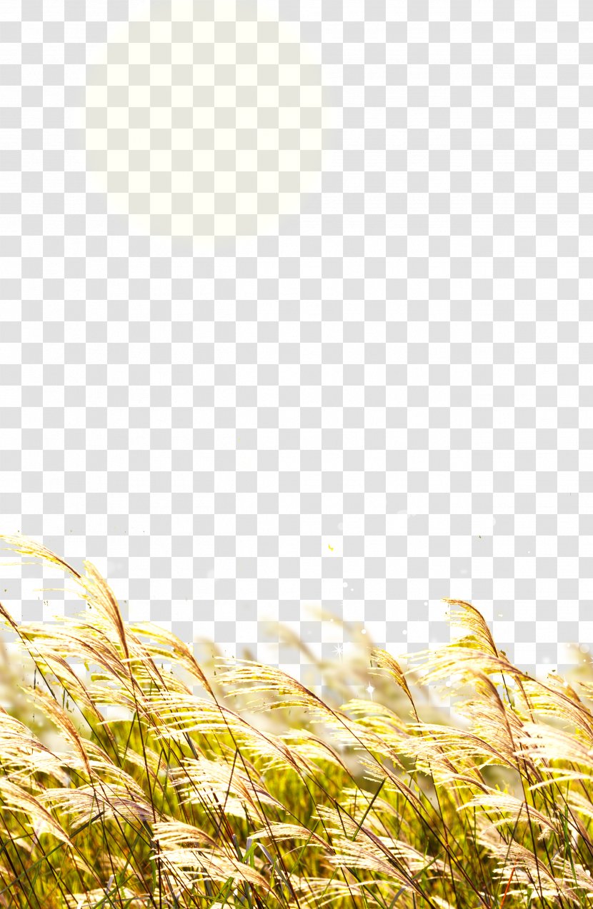 Wheat Straw - Sunlight - Rice Transparent PNG
