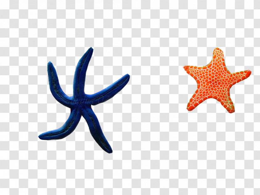Starfish Elements, Hong Kong Google Images - Echinoderm - Two Transparent PNG