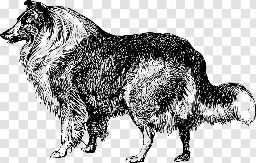 Dog Breed Rough Collie /m/02csf Black & White - Tervuren - M Transparent PNG