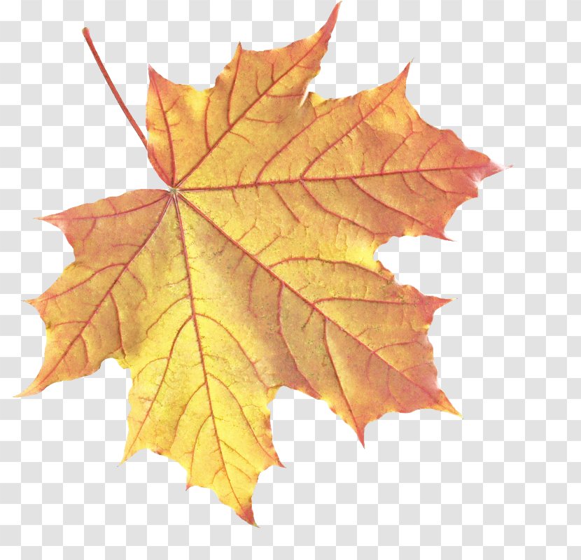 Maple Leaf - Deciduous - New Mexico Yellow Transparent PNG