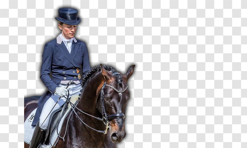 Dressage Bridle Stallion Horse Equestrian Transparent PNG