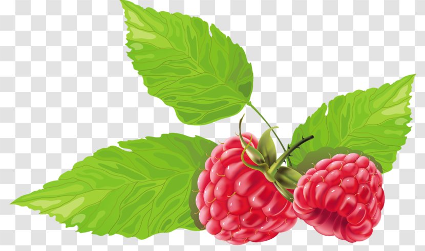 Black Raspberry Vector Graphics Berries Fruit - Red - Loganberry Transparent PNG