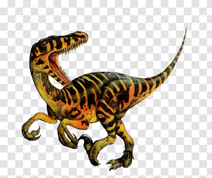 Tyrannosaurus Velociraptor Blanket Dinosaur T-shirt Transparent PNG