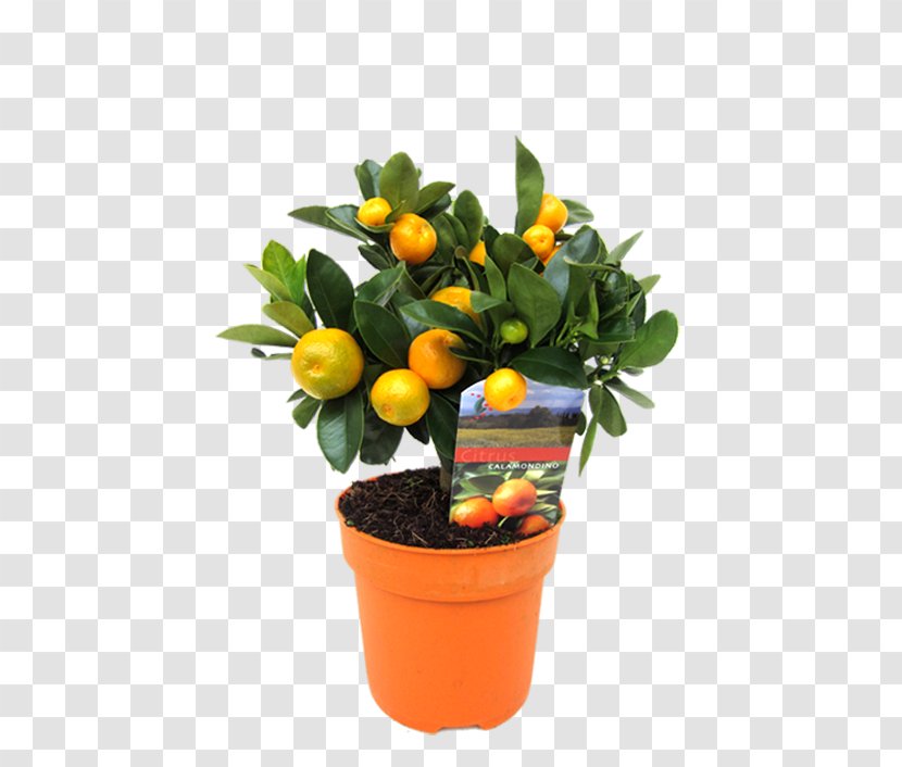 Rangpur Calamondin Kumquat Houseplant Flowerpot - Orange - Cut Flowers Transparent PNG