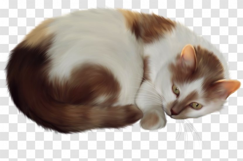 Kitten Persian Cat Clip Art Transparent PNG