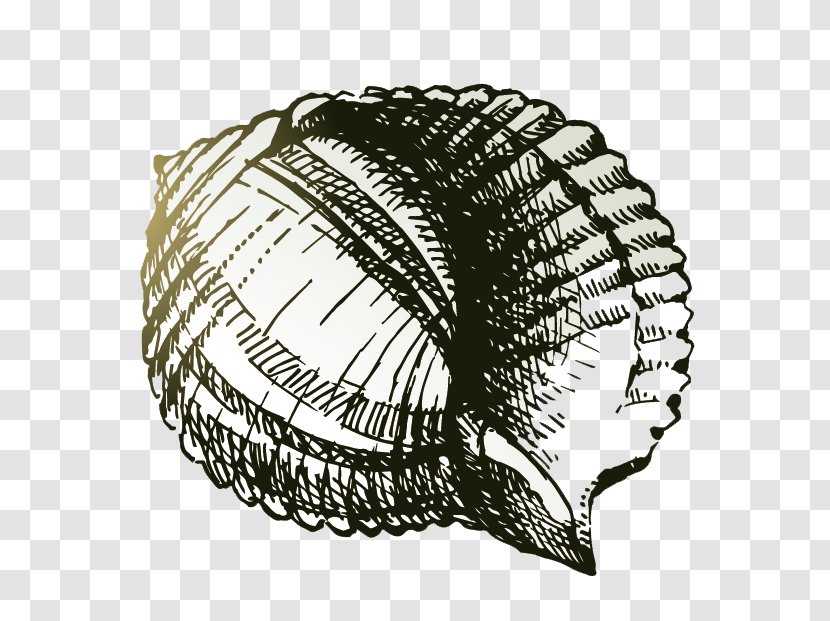 Drawing Sea Snail Painting - Seashell - Conch Transparent PNG