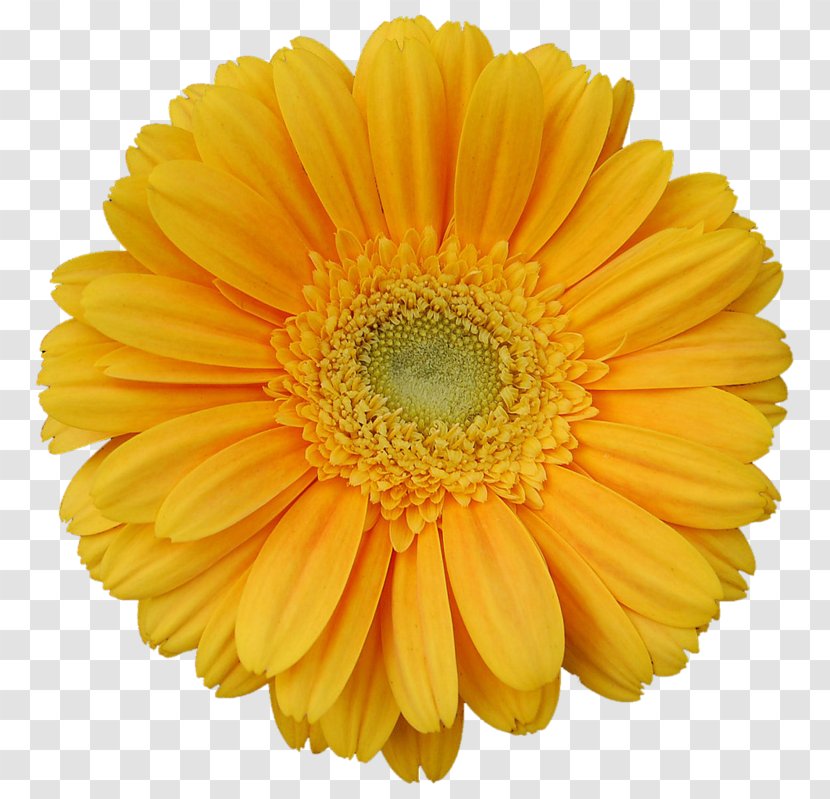 Transvaal Daisy Yellow Stock Photography Flower Clip Art - Color Transparent PNG