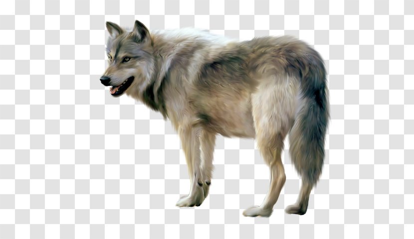 Clip Art Desktop Wallpaper Transparency Arctic Wolf - Canis Lupus Tundrarum - Cartoon Gray Transparent PNG