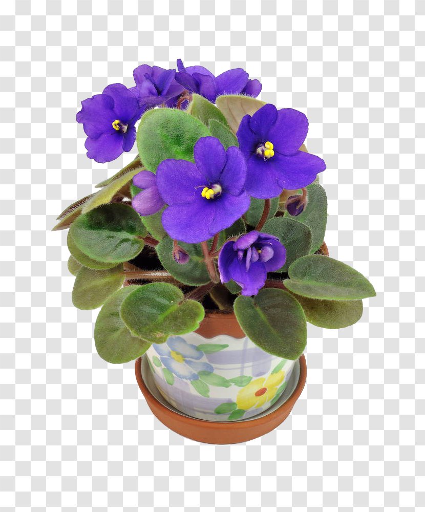 Flowerpot Photography African Violet - Sweet - Houseplant Transparent PNG