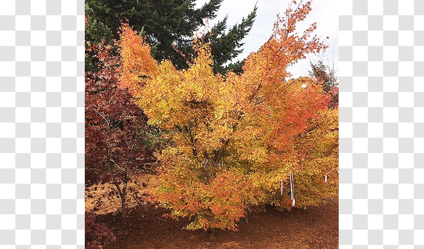 Deciduous Sugar Maple Tree Larch Nursery - Specimens Transparent PNG