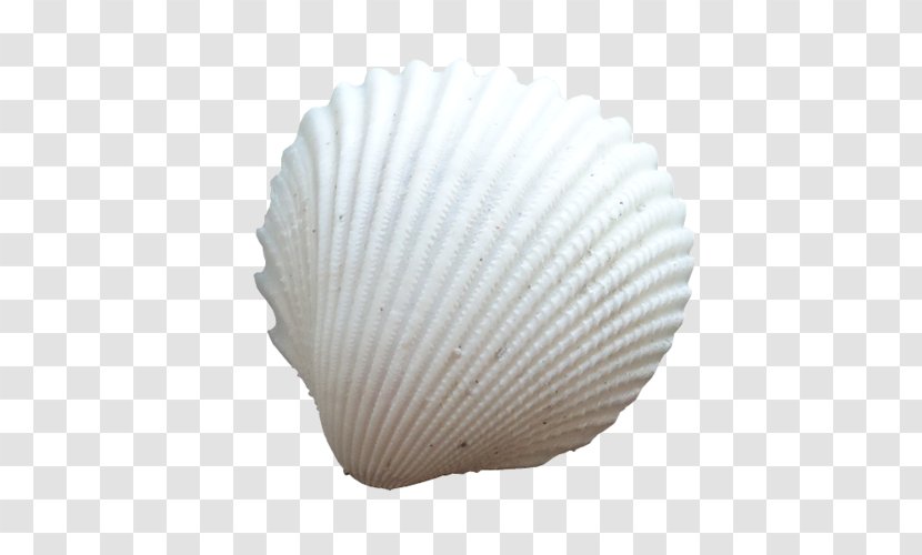 Seashell Cockle Conchology Oyster - Conch Transparent PNG