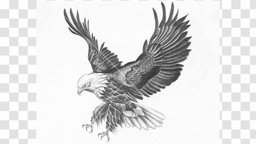 Bald Eagle Bird Drawing Fine Art - Of Prey - Bear Transparent PNG