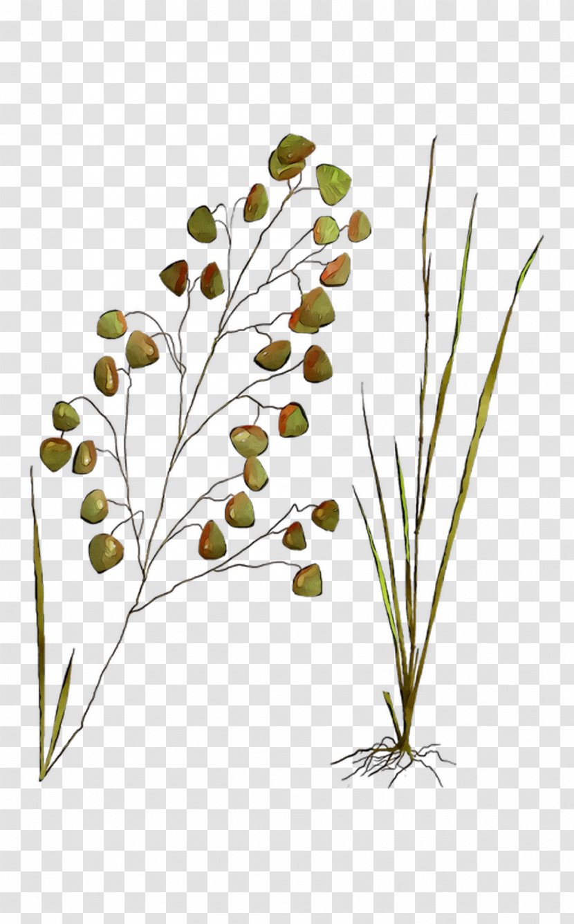 Twig Plant Stem Leaf Flower Grasses Transparent PNG