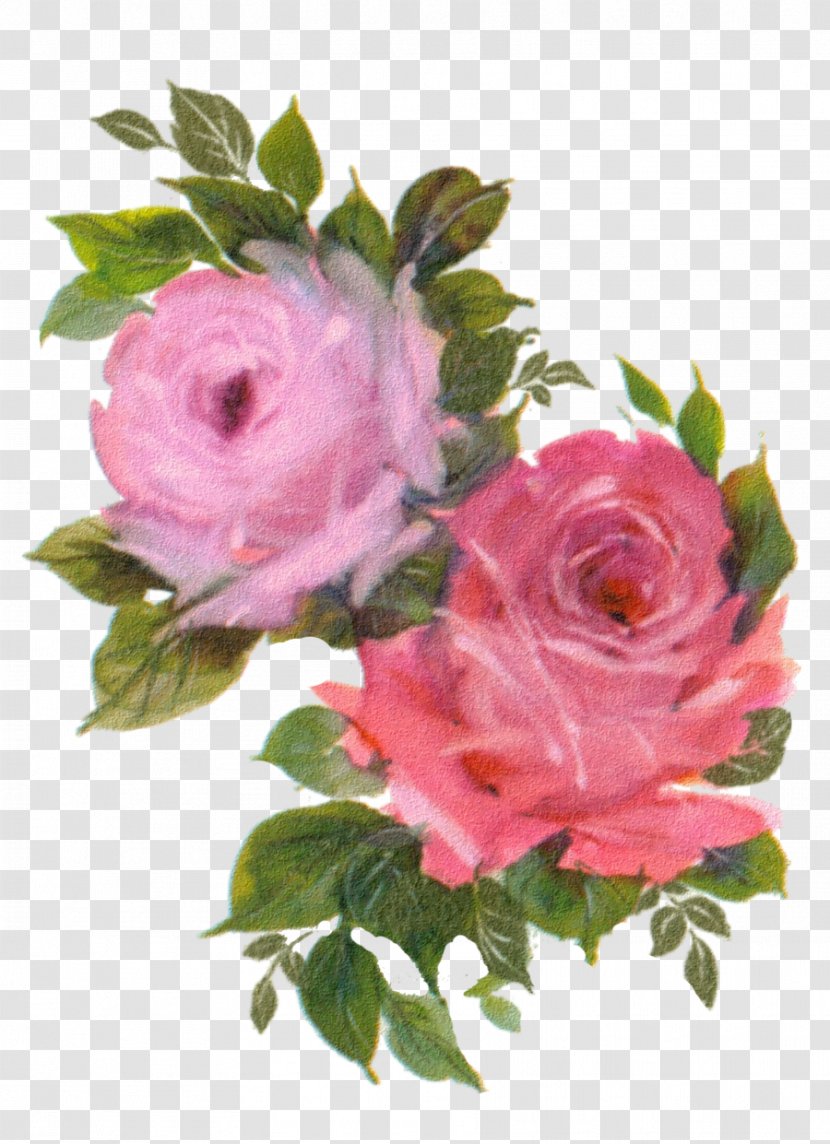Centifolia Roses Cut Flowers Flower Bouquet - Floral Design - Pastel Transparent PNG