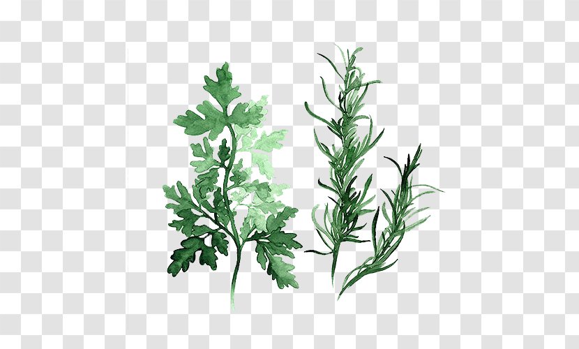 Herb Watercolor Painting Parsley Art - Plant - Green Leaves Transparent PNG