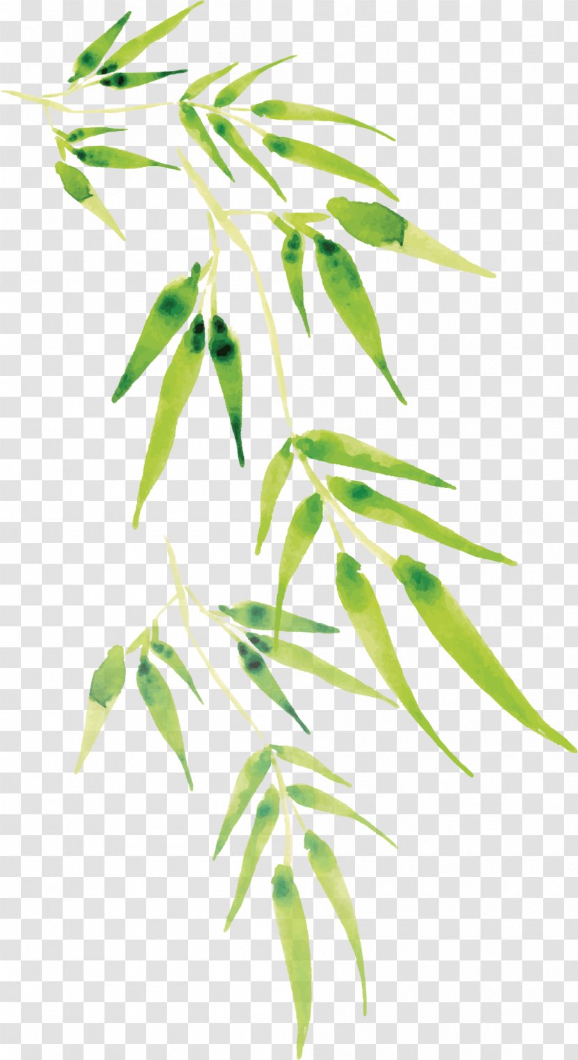 Cartoon Bamboo Vector - Twig - Branch Transparent PNG