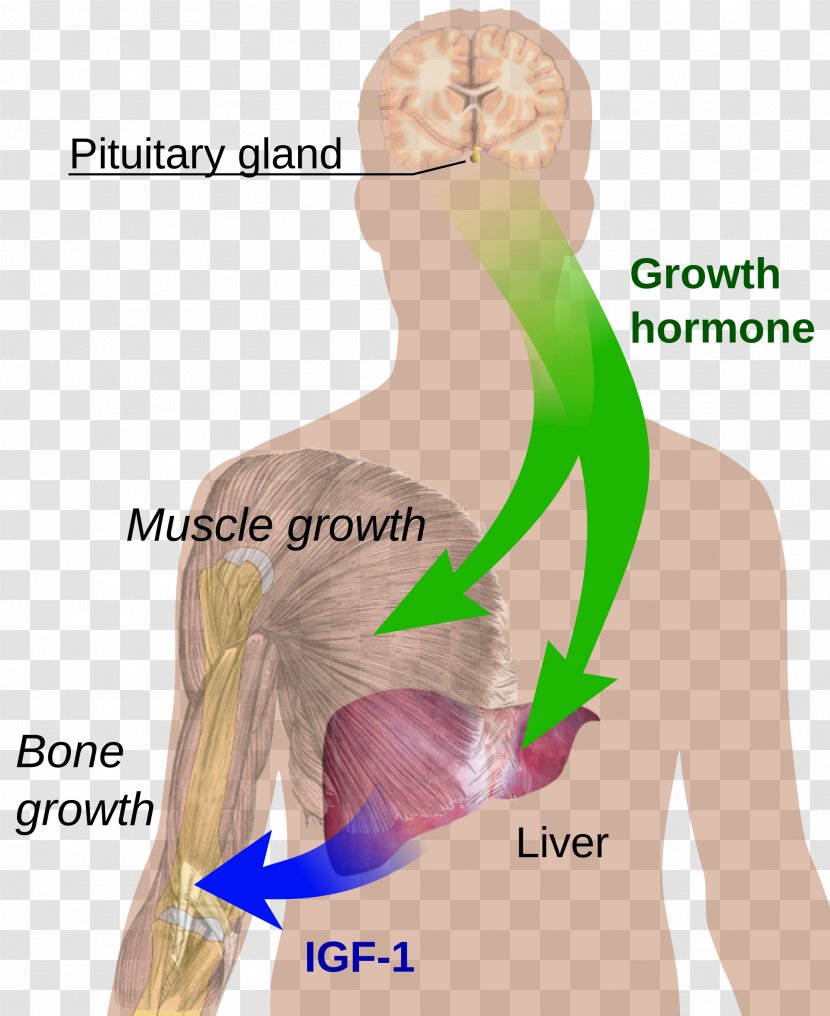 Growth Hormone Human Development Peptide Cell - Watercolor - Frame Transparent PNG